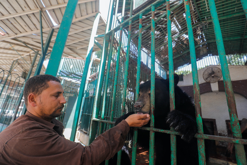 Giza Zoo keeper, Mohamed Rizq feeds a bear called u00e2u20acu02dcHanyu00e2u20acu2122 after the zoo was closed to visitors to help prevent the spread of coronavirus disease (Covid-19) on the outskirts of Cairo, Egypt April 2, 2020. u00e2u20acu201d Reuters picnnnn