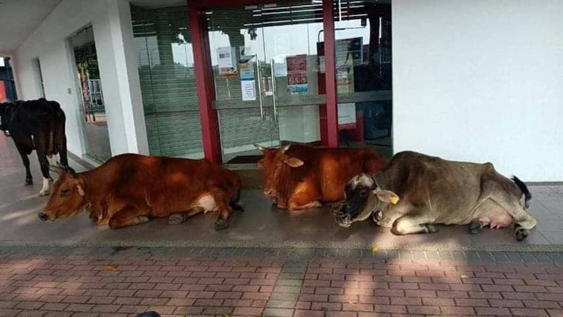 Perhaps the cows were trying to seek refuge from the heat by heading towards the shoplots. u00e2u20acu201d Picture from Twitter/NadiaAzlannn