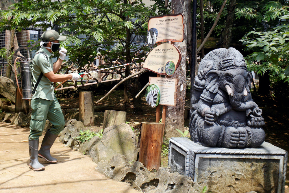A worker sprays disinfectants at the zoo to prevent the spread of Covid-19  outbreak in Bogor, near Jakarta, Indonesia, April 16, 2020. u00e2u20acu201d Reuters picnn