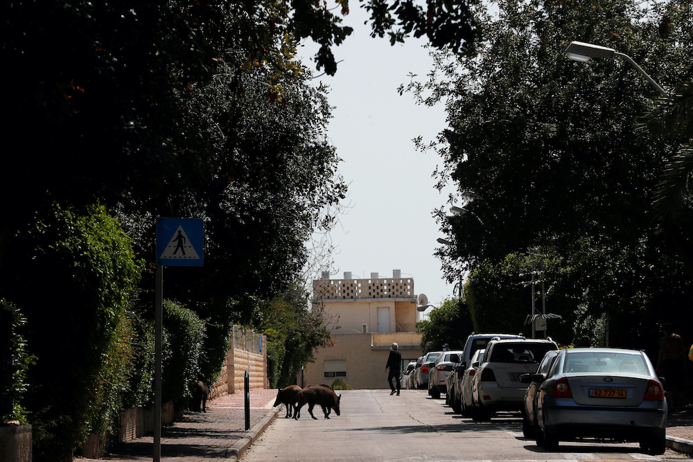 A person walks at a street while wild boars roam in a residential area after the government ordered residents to stay home to fight the spread of coronavirus disease (Covid-19), in Haifa, northern Israel, April 16, 2020. u00e2u20acu201d Reuters picnn