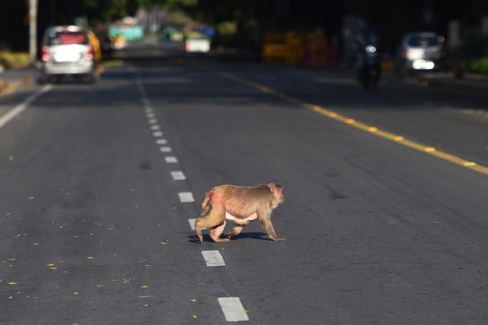 A monkey crosses a road in New Delhi on April 8, 2020. u00e2u20acu201d AFP pic