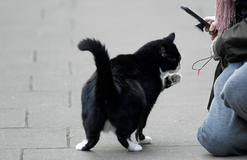 Palmerston, the Foreign Office cat, is seen outside Downing Street in London, Britain March 11, 2020.u00e2u20acu201d Reuters picnnnn