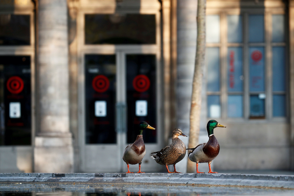 Ducks are seen near The Comedie Francaise, during lockdown imposed to slow the spread of the coronavirus disease (Covid-19) in Paris, France, April 10, 2020. u00e2u20acu2022 Reuters pic