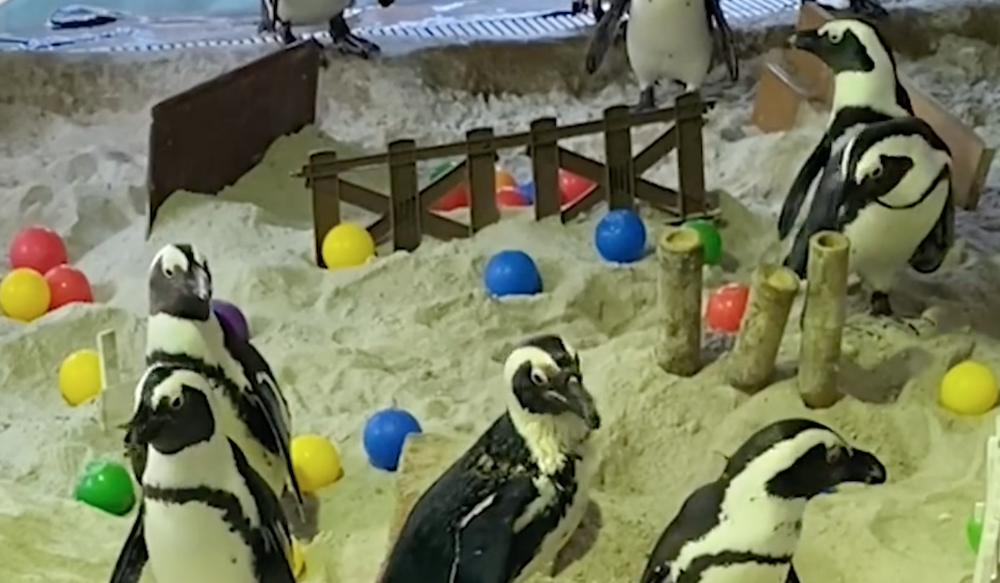 Wildlife Reserves Singapore said the obstacle course was designed to help the penguins exercise their leg muscles. u00e2u20acu201d Screengrab from Facebook/wrs.sgnn