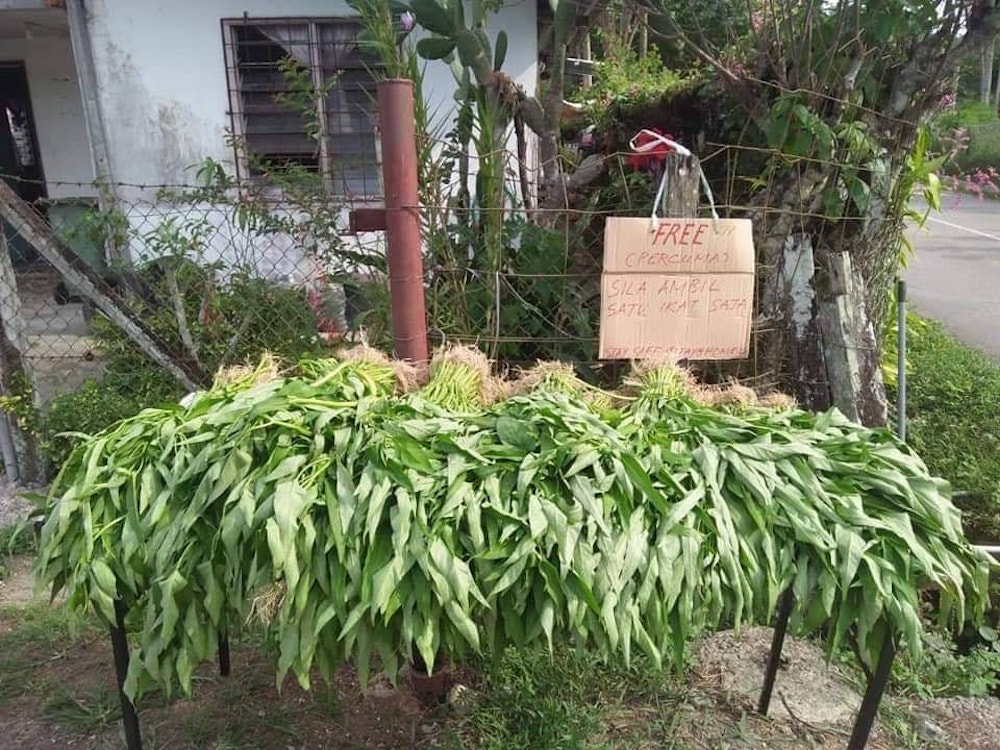 The farmers decided to share their harvests with their neighbours as Malaysia weathers tough times under the MCO. u00e2u20acu201d Picture from Facebook/Fadzil Haji Aziz