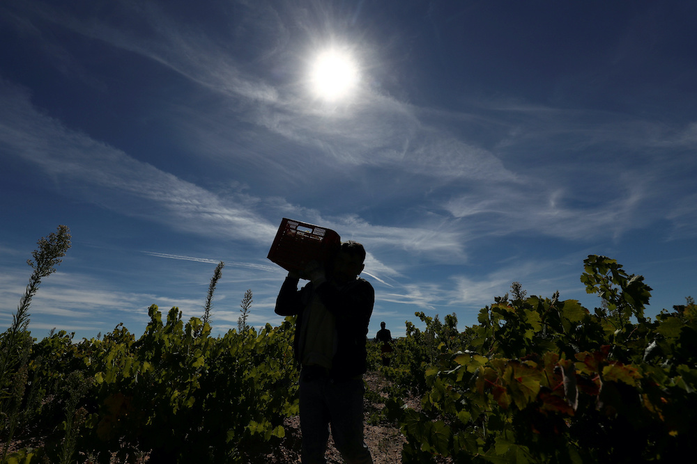 A temporary worker from Bulgaria carries a crate of grapes during harvest in Moradillo de Roa, central Spain, October 2, 2018. u00e2u20acu201d Reuters picnn
