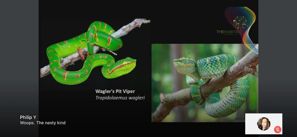 A screenshot of the virtual tour showing a pit viper conducted by Christina Lind-Hunter of GreenSmiths, Dr Ahmad Zafir and Low Teck Joo of The Habitat. — Picture courtesy of The Habitat
