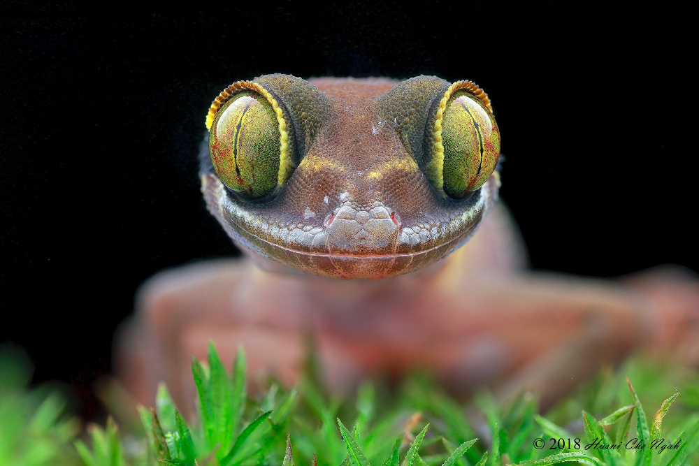 A close-up picture of the Malayan banded gecko that was featured in the virtual tour. — Picture courtesy of Husni Che Ngah