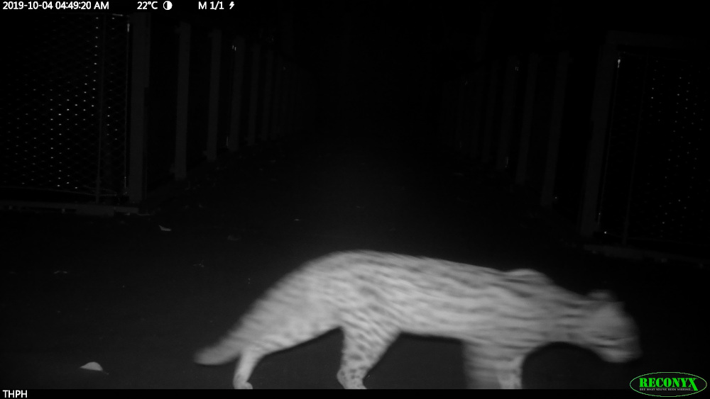 A camera trap image of the leopard cat. u00e2u20acu201d Picture courtesy of The Habitat