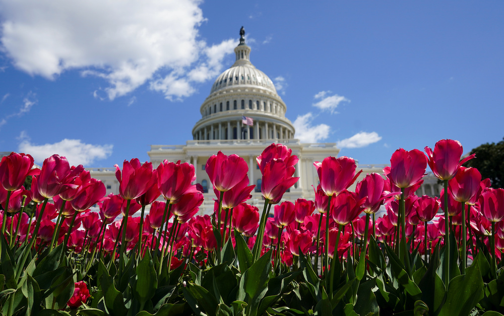 Spring flowers are in full bloom in front of the US Capitol in Washington, US, April 2, 2020. u00e2u20acu201dReuters pic