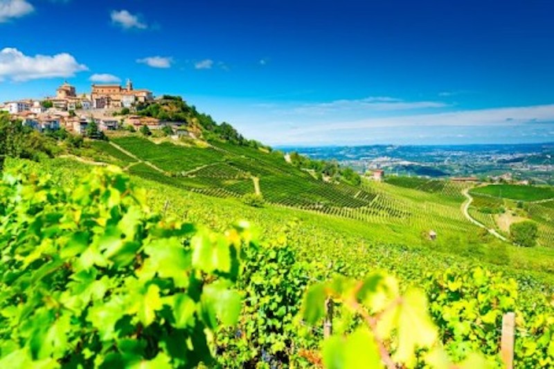 A Barolo vineyard; 90 percent of Barolo is sold within the shuttered distribution channel of restaurants. u00e2u20acu201d AFP-Relaxnews pic nn
