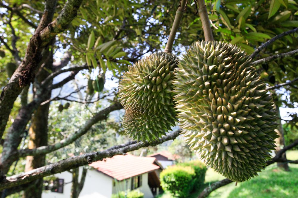 Durians nearing maturity are pictured at the Karuna Hill orchard in Balik Pulau April 22, 2020. u00e2u20acu201d Picture by Sayuti Zainudin
