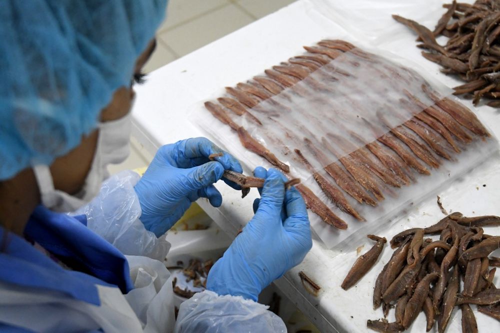 Workers processing anchovy in a fish factory in the city of Durres on Albania's Adriatic coast, March 28, 2020. u00e2u20acu201d AFP pic