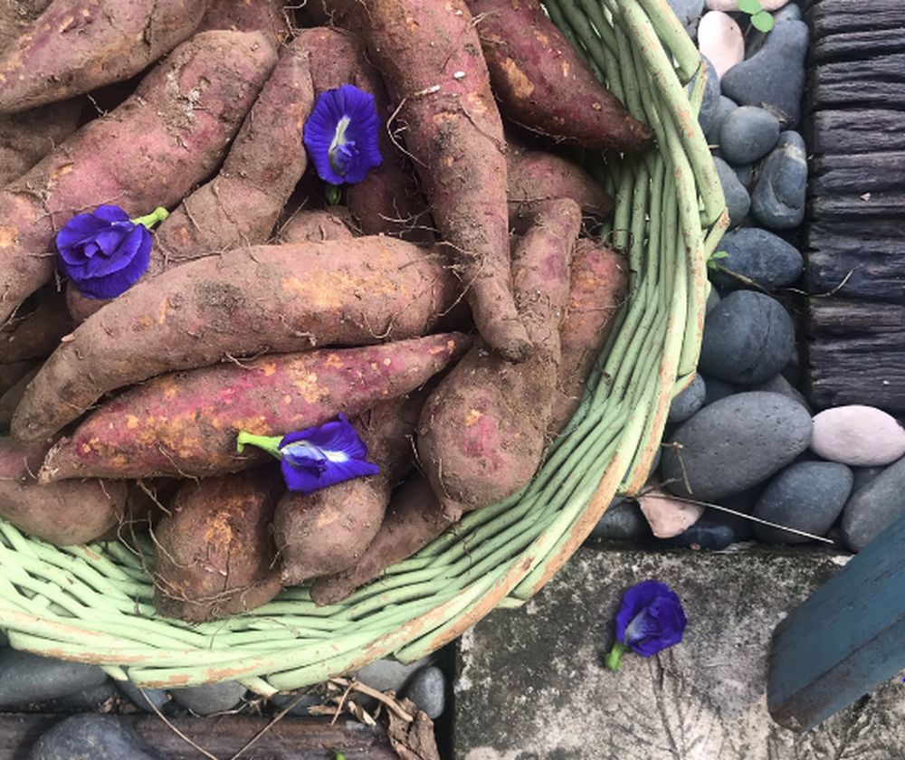 Residents of Kampung Orang Asli Lemoi, Cameron Highlands were able to sell off their stock of almost 500 kilogrammes of sweet potatoes, thanks to the help of several teachers. u00e2u20acu201d Picture courtesy of twitter.com/bungolale