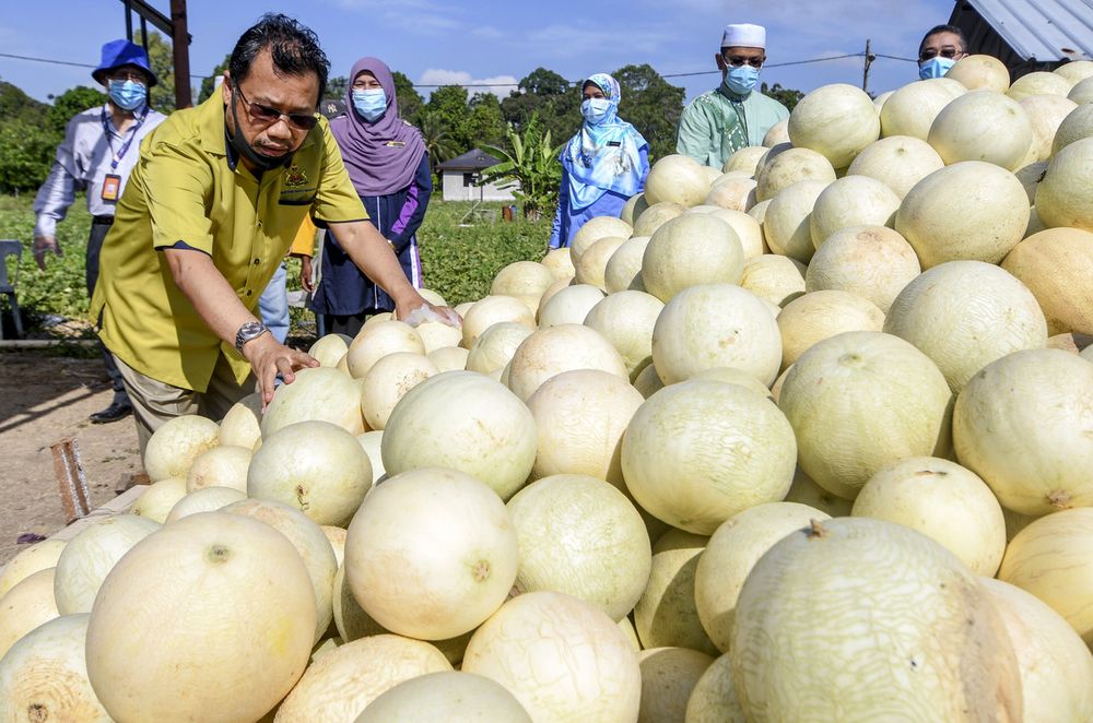 Deputy Minister of Agriculture and Food Industry Datuk Che Abdullah Mat Nawi inspecting the harvest of melons in Kampung Slow Terliar in Pasir Mas, April 19,2020. u00e2u20acu201d Bernama pic