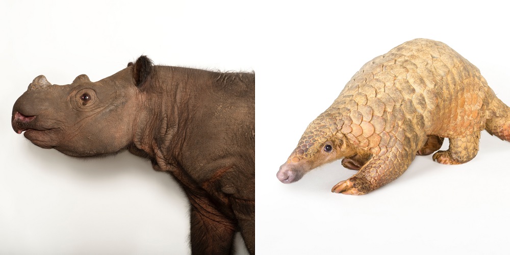 By photographing the animals against a clean and simple backdrop, Sartore hopes that the viewer can connect with the animal on a more emotional level. — Pictures courtesy of National Geographic