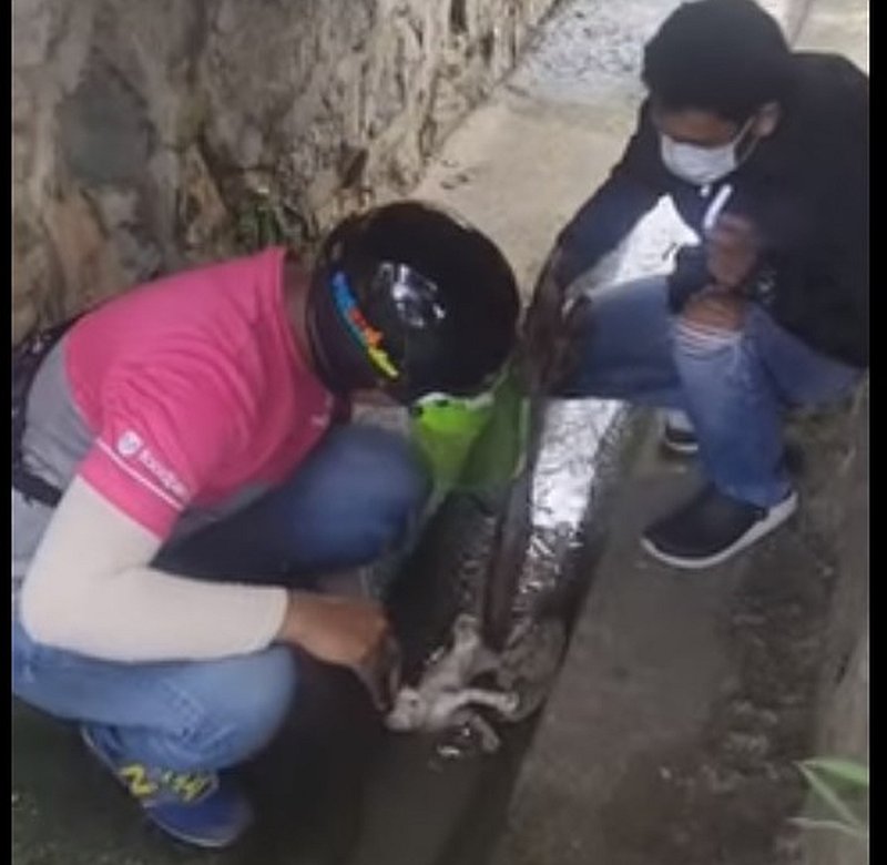 The Malaysia Animal Association wants to reward the young men with an award and a gift for their altruism. u00e2u20acu201d Screengrab from Facebook/Malaysia Animal Association
