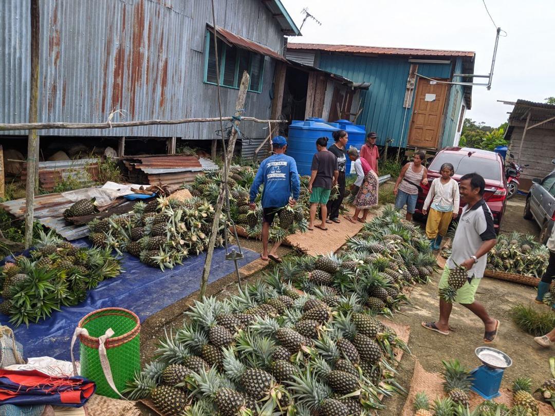 Farmers from the Kubal Batu longhouse in Betong gather their pineapples that have been sold to the Sarawak Farmersu00e2u20acu2122 Organisation. u00e2u20acu201d Picture courtesy of the Sarawak Deputy Chief Ministeru00e2u20acu2122s Office