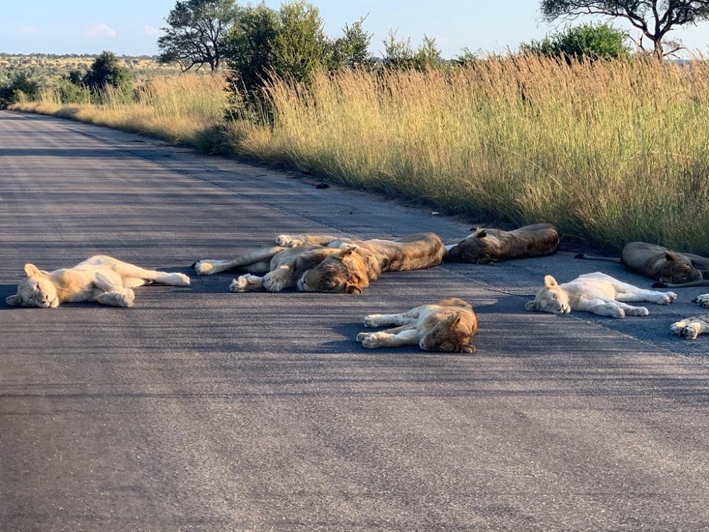 After noticing that the roads have been pretty quiet lately, the big cats decided to move their afternoon naps onto the tarmac. u00e2u20acu201d Pictures via Twitter/SANParksKNP