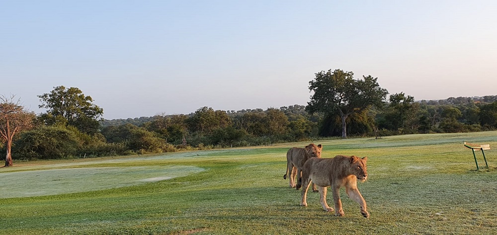 Lions have started exploring the now-empty golf course within the park. — Picture via Twitter/SANParksKNP