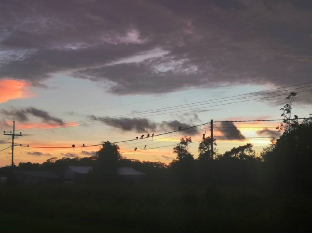 A troop of monkeys congregate along the Matu and 33/11 Daro Substation overhead lines in Mukah Division April 15, 2020. u00e2u20acu201d Picture courtesy of Sarawak Energy Berhad
