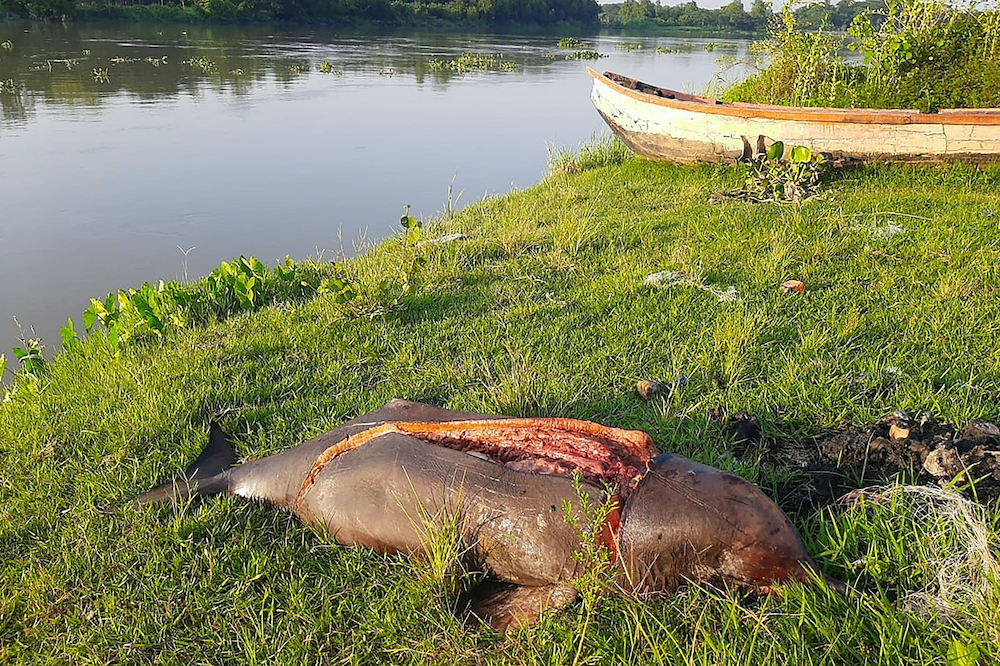 In this picture taken on May 7, 2020 a gutted carcass of a freshwater dolphin is seen near Halda river in Chittagong. u00e2u20acu201d AFP pic