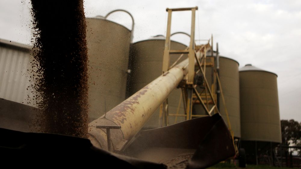 Silos are loaded with barley in a farm near Gunnedah, 275 miles northwest of Sydney July 4, 2011. u00e2u20acu201d Reuters pic