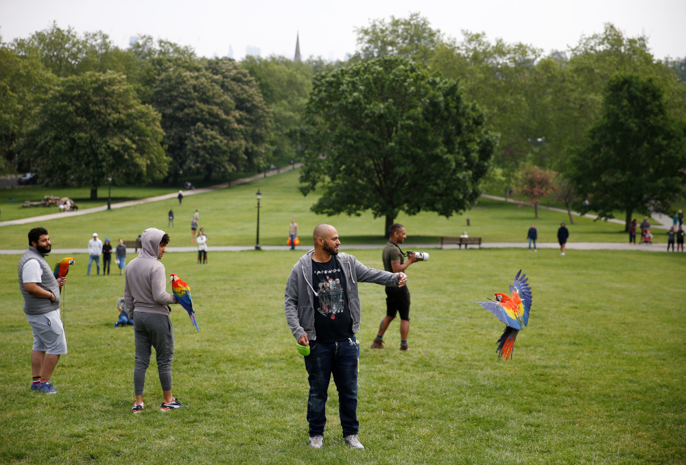 People are pictured with parrots by Primrose Hill following the outbreak of the coronavirus disease (Covid-19), London, Britain, May 10, 2020. u00e2u20acu201d Reuters pic 