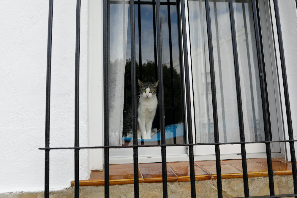 A cat looks out from a window, during lockdown amid the coronavirus disease outbreak, in Ronda, southern Spain, April 18, 2020. u00e2u20acu201d Reuters picnn