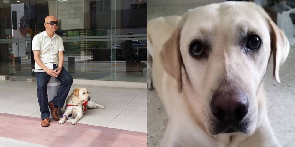 LaShawn was recognised as the first guide dog for the blind in the Malaysia Book of Records in 2018. — Picture from Facebook/DogsForSight