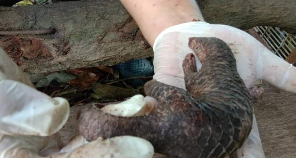 The births at the Wildlife Conservation Centre in Sungkai are the first in captivity in the country for the species. u00e2u20acu201d Picture via Facebook/ perhilitanofficialn