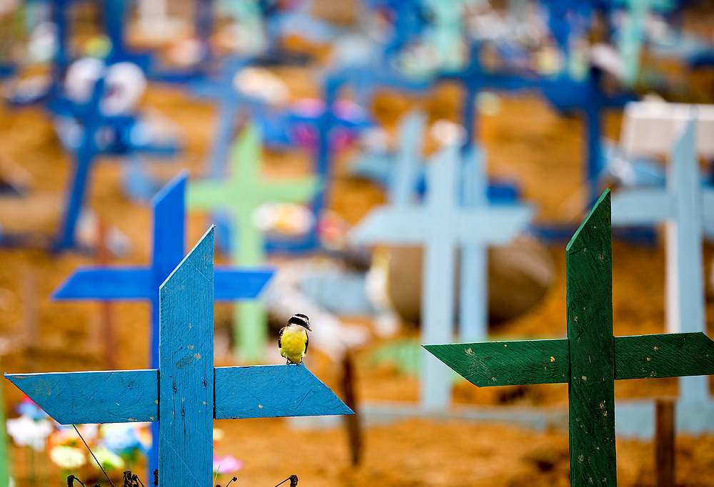 A bird is pictured over a cross during a mass burial of people who passed away due to Covid-19, at the Parque Taruma cemetery in Manaus, Brazil May 13, 2020. u00e2u20acu201d Reuters pic