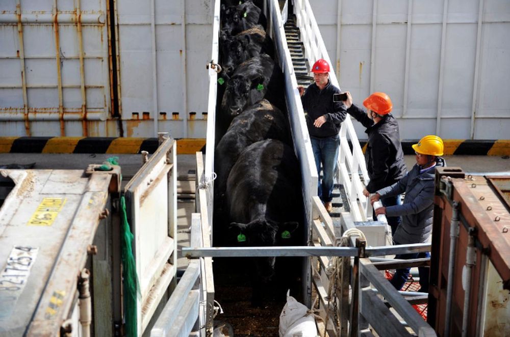Workers look on as beef cattle imported from Australia leave a cargo ship at a port in Qingdao, Shandong province, China, April 15, 2018. u00e2u20acu201d Reuters pic