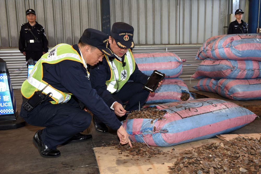 Chinese customs officials inspect scales of pangolins they seized on a ship in Shenzhen, Guangdong province, China November 29, 2017. u00e2u20acu201d Reuters pic