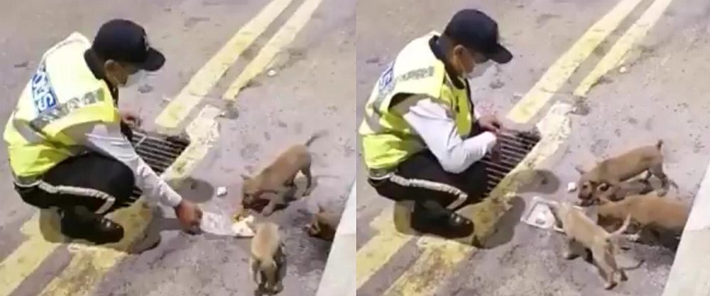 The traffic police officer gave a packed meal to the puppies after discovering them on the main road. u00e2u20acu201d Screengrab via Facebook/ Aman Shah II