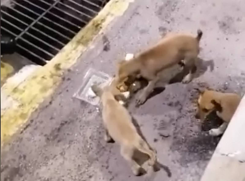 The cute pups were seen crawling out of their hideaway when they caught a whiff of the food. — Screengrab via Facebook/ Aman Shah II