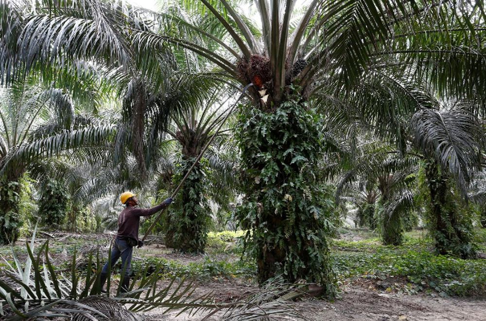 A worker collects palm oil fruits at a plantation in Bahau, Negeri Sembilan, January 30, 2019. u00e2u20acu201d Reuters pic