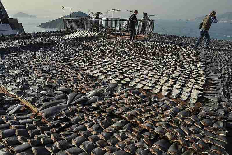 Hong Kong has made the city's biggest shark fin bust with a 26-tonne seizure unveiled by the Customs Department May 6, 2020. u00e2u20acu201d AFP pic