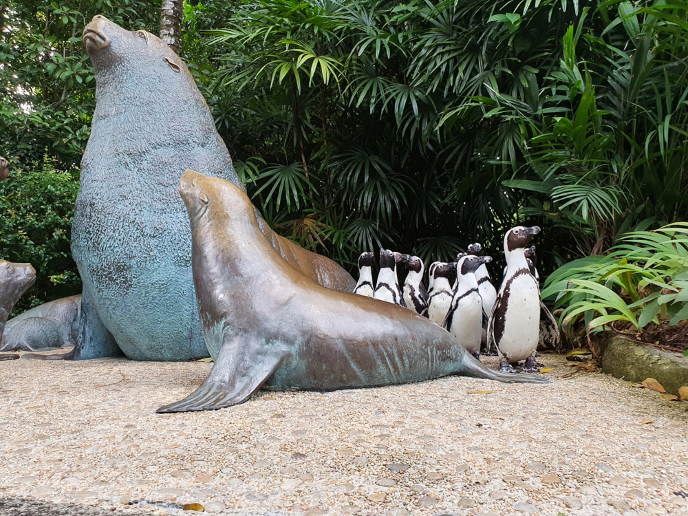 This handout photo released by Wildlife Reserves Singapore April 30, 2020 shows penguins roaming around the empty surroundings of Singapore Zoo while its closed to the public. u00e2u20acu201d Wildlife Reserves Singapore handout pic via AFP