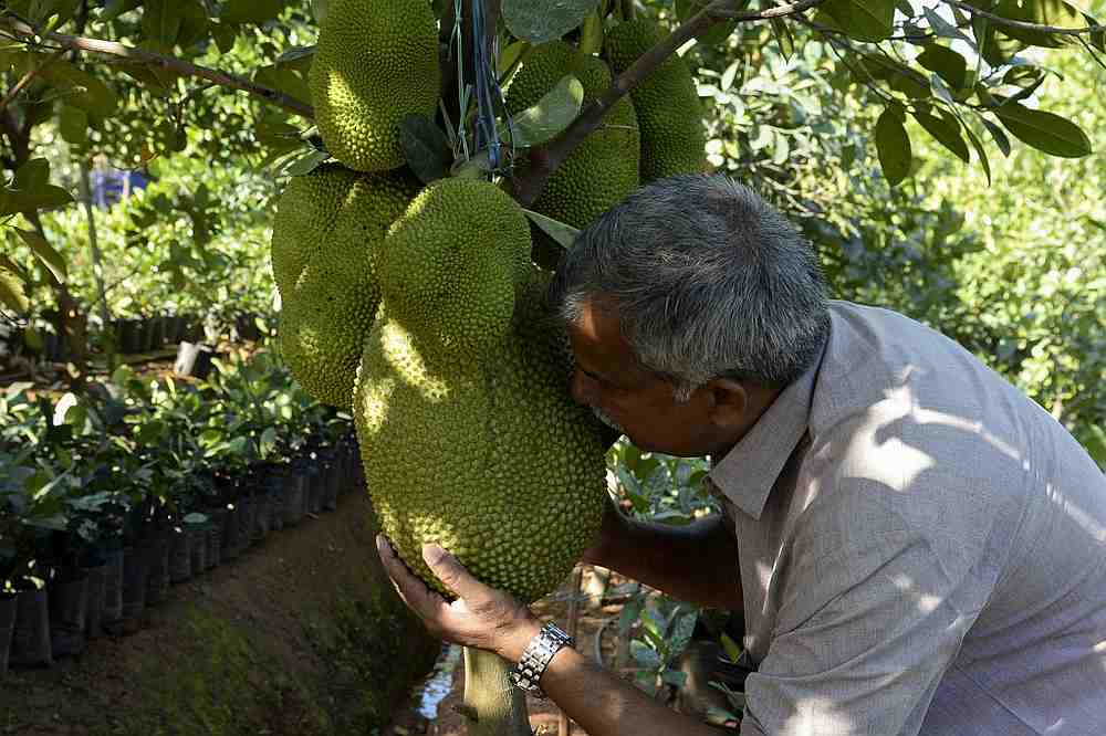 Varghese Tharakkan smelling a jackfruit to check its ripeness before harvesting at an orchard at his Ayur jackfruit farm in Thrissur, Kerala  India January 12, 2020. u00e2u20acu201d AFP pic