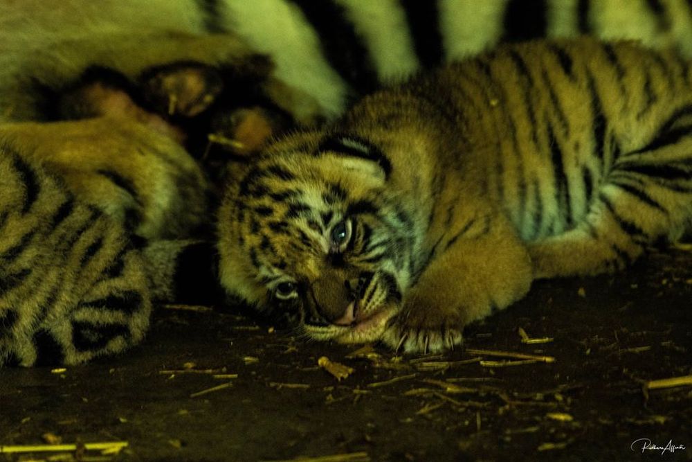 Taiping Zoo and Night Safari (TZNS) now has eight tigers including the three newborns. —Photo via Facebook/ TZNS