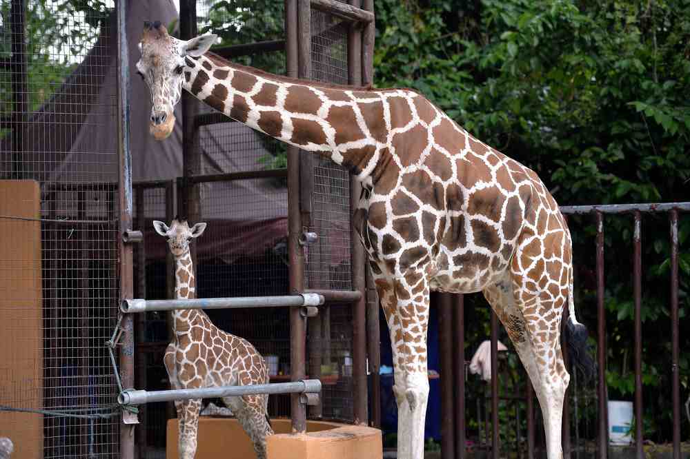 Zoo Taiping and Night Safari has embarked on a virtual tour programme to get visitors ready to visit the zoo when the MCO is lifted. — Bernama pic