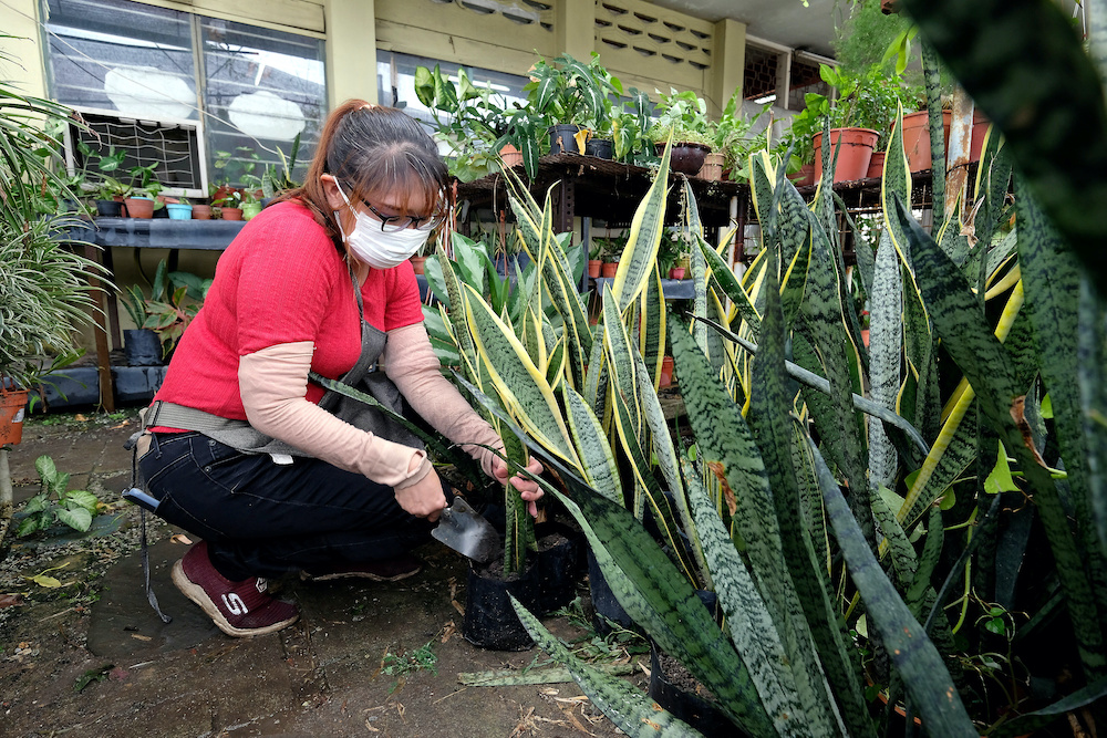 Pemilik NCS Craft Garden Landskap Meizi Chong, 32, menyusun pokok Lidah Jin di sebuah tapak semaian di Jalan Kuala Kangsar baru-baru ini. u00e2u20acu201d Foto Bernama