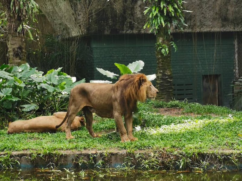 Zoo Negara management said that the lion is healthy despite its thinner appearance. u00e2u20acu201d Picture from Twitter/zlkha_znn