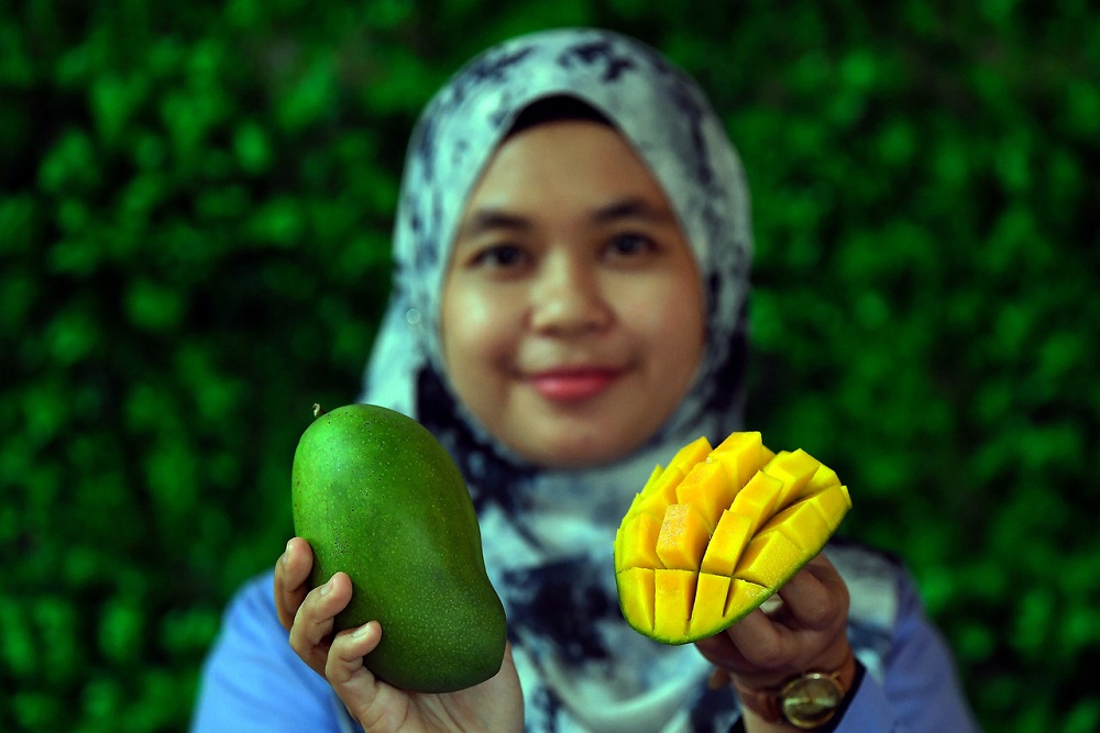 Pegawai pertanian Nurul Ameera Mohammad menunjukkan mangga harumanis atau nama saintifiknya u00e2u20acu02dcMangifera indica Linnu00e2u20acu2122 yang ditanam di Pusat Pertanian Rhu Tapai bagi tujuan penyelidikan dan pembangunan. u00e2u20acu2022 Foto Bernama