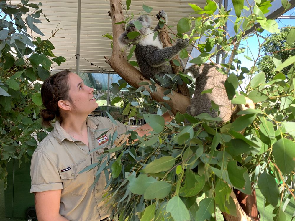 Sydney Zoo curatorial supervisor and zookeeper Renee Howell looks at the koalas in an enclosure during the coronavirus disease (Covid-19) outbreak in Sydney, Australia April 21, 2020. u00e2u20acu201d Reuters pic