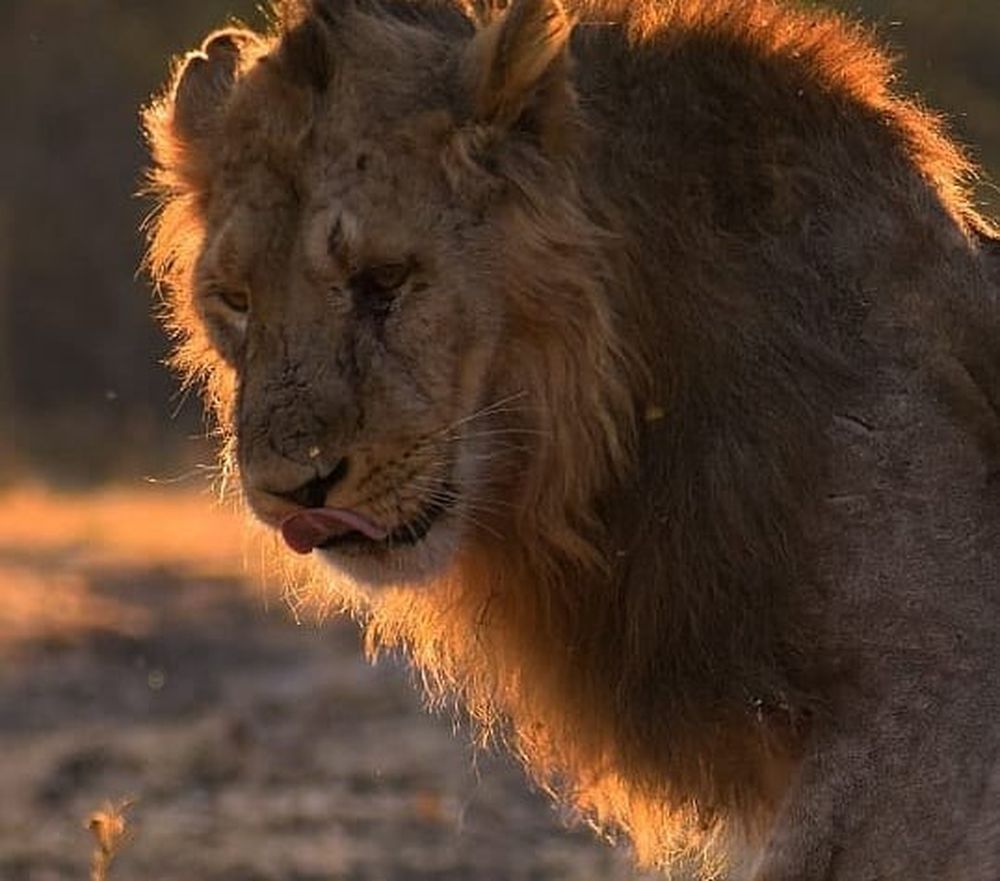 Gir Forest National Park in Gujarat, India is home to many of the Asiatic lion species. u00e2u20acu201d Picture via Instagram/ig_gir_forest_national_park