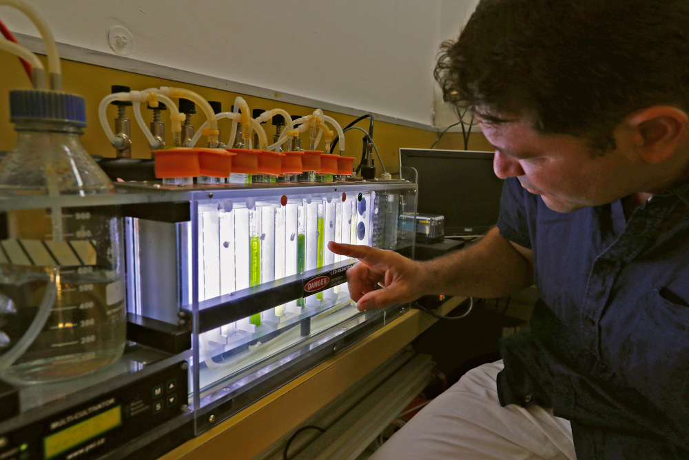Iftach Yacoby, head of the Tel Aviv Universityu00e2u20acu2122s renewable energy laboratory, examines a photobioreactor during the research project to demonstrate the evolutionary capacities of plants with the sun to produce energy, June 11, 2020. u00e2u20acu201d AFP pic