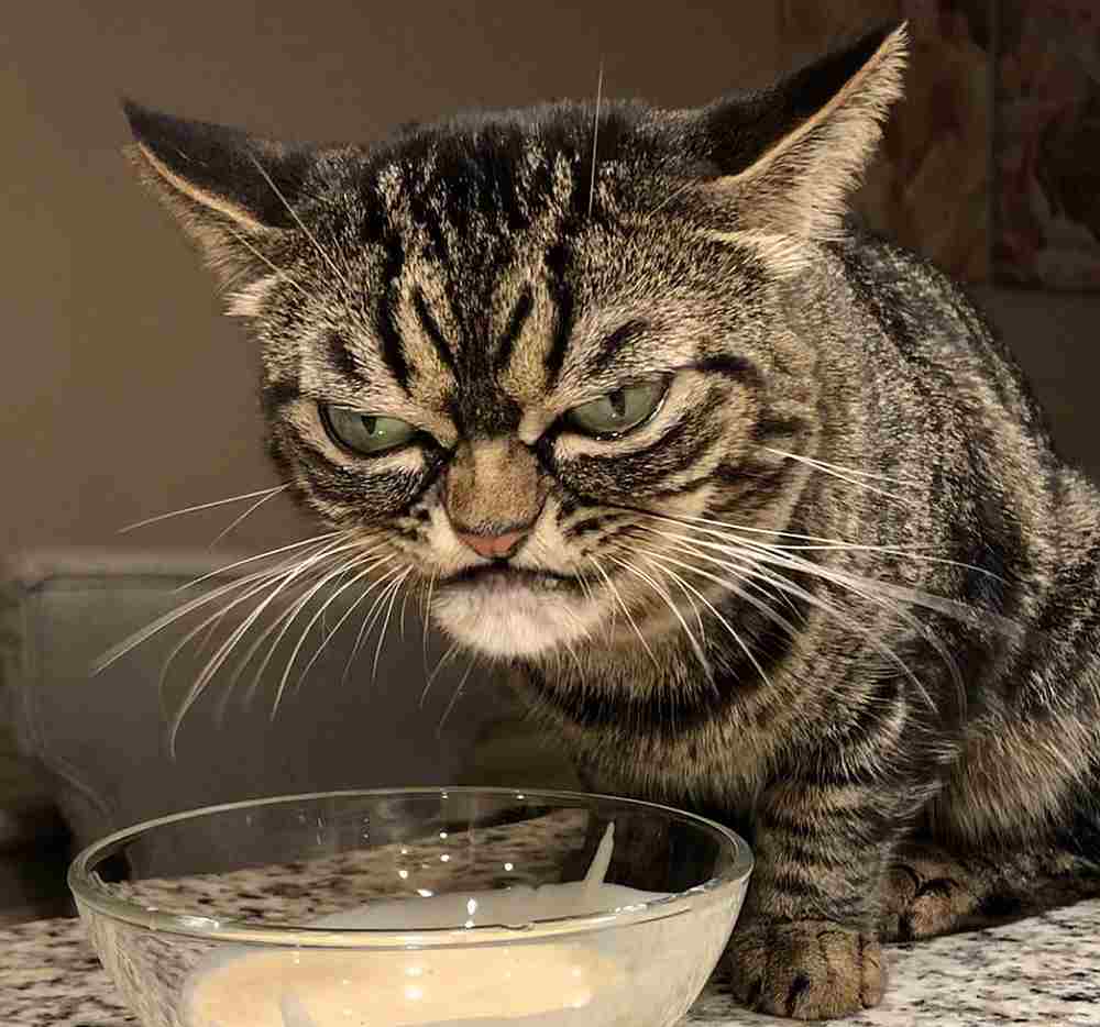 Despite her cranky looks, Kitzia is actually friendly and playful. u00e2u20acu201d Picture courtesy of Instagram/ Angry Kitzia