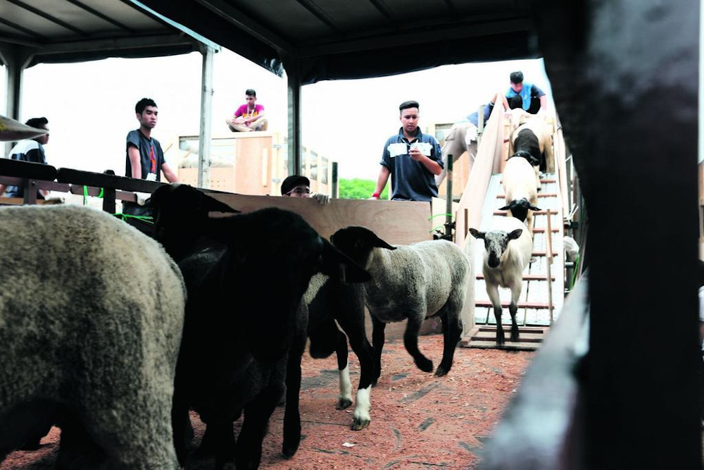 Unlike in past years, there will be no import of livestock into Singapore for the annual Korban ritual, the Islamic Religious Council said. u00e2u20acu201d TODAY pic 